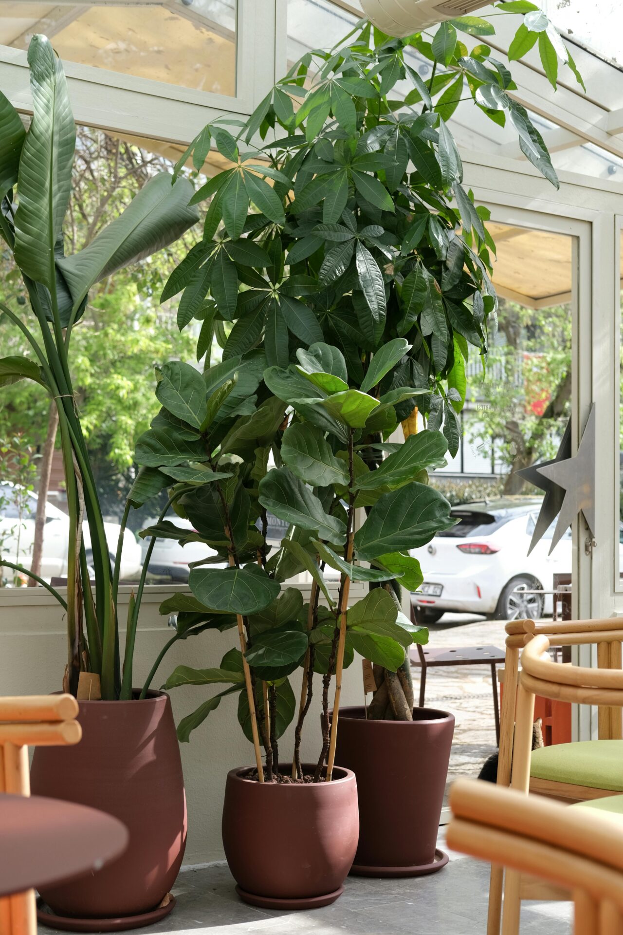 Raumpflanzen mit Fenster im Hintergrund